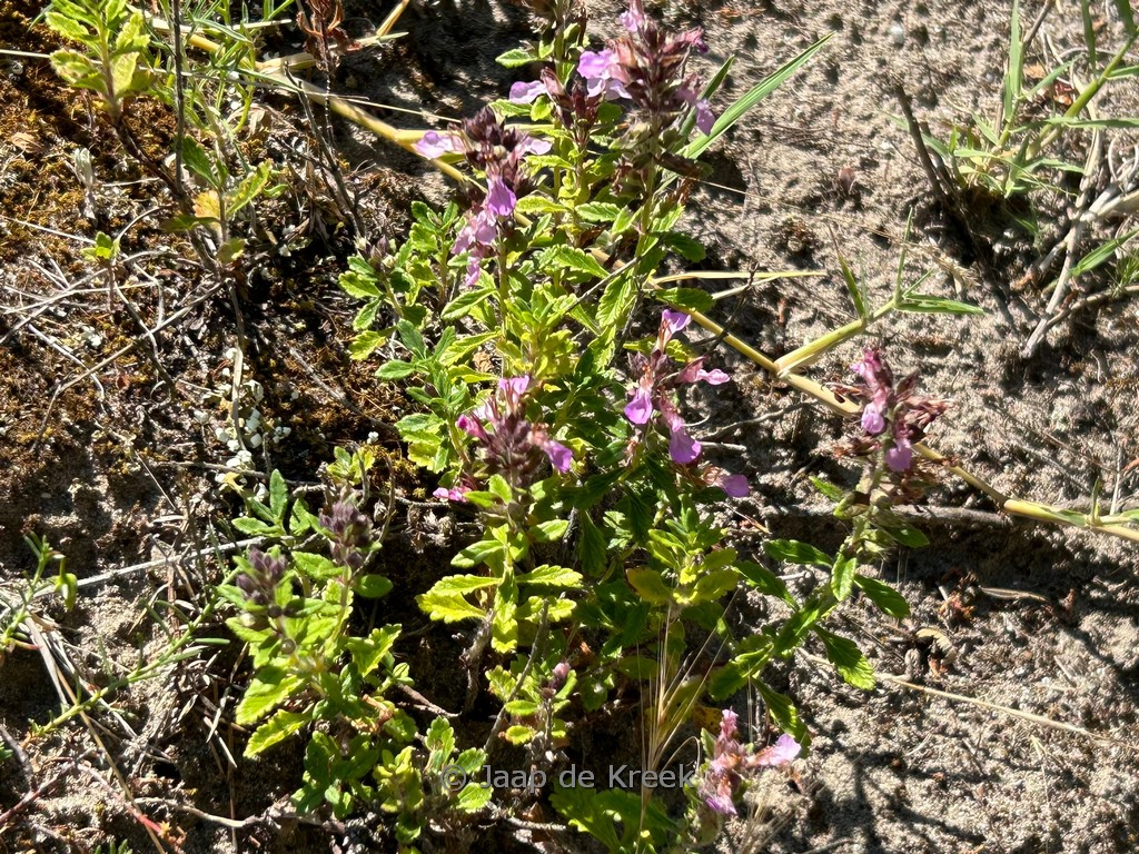 Teucrium chamaedrys