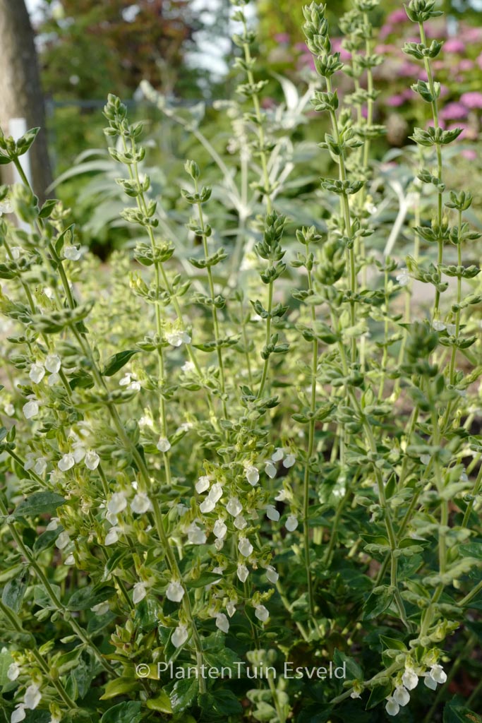 Teucrium flavum