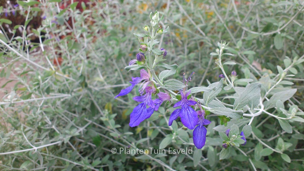 Teucrium fruticans ‘Azureum’