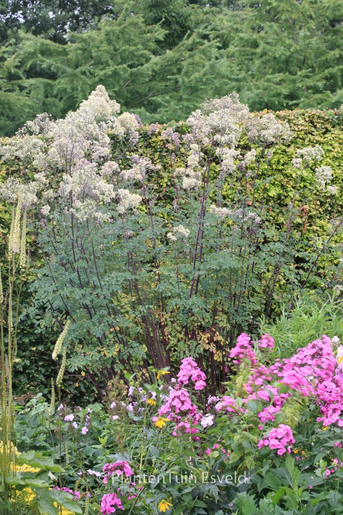 Thalictrum ‘Anne’