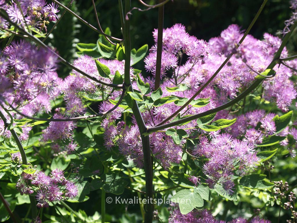 Thalictrum ‘Black Stockings’
