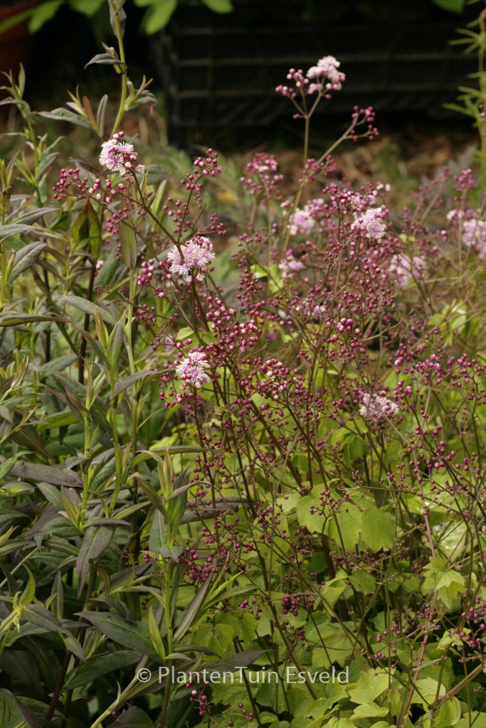 Thalictrum actaeifolium ‘Perfume Star’