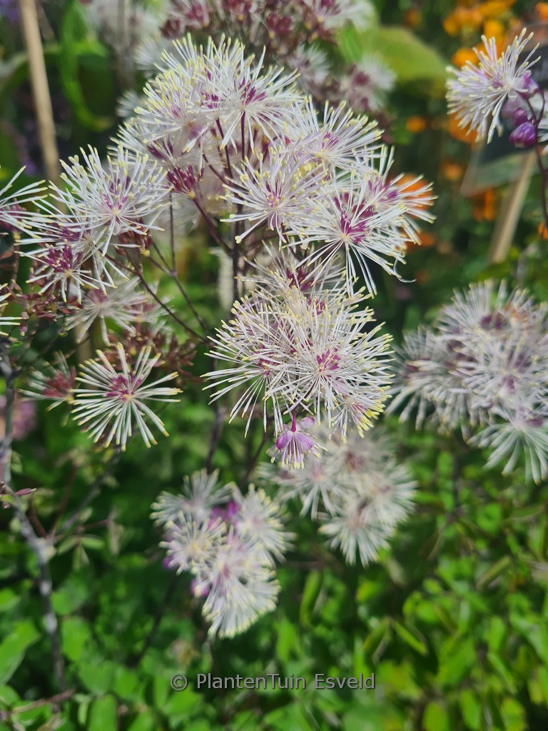 Thalictrum aquilegifolium ‘Nimbus White’