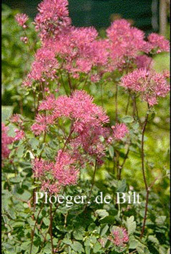 Thalictrum aquilegifolium ‘Thundercloud’