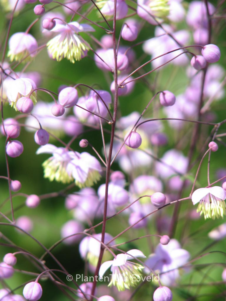 Thalictrum delavayi ‘Ankum’