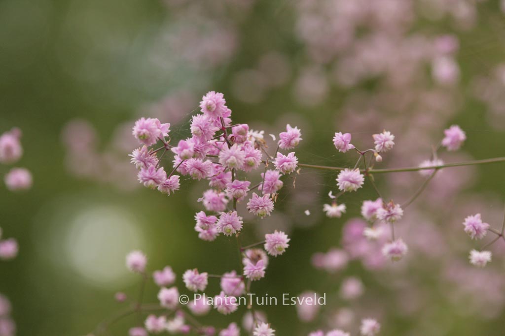 Thalictrum delavayi ‘Hewitt’s Double’