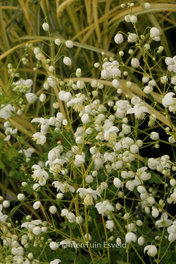 Thalictrum delavayi ‘Splendide White’