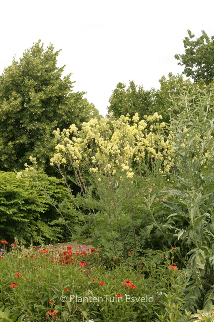 Thalictrum flavum ‘Tukker Princess’
