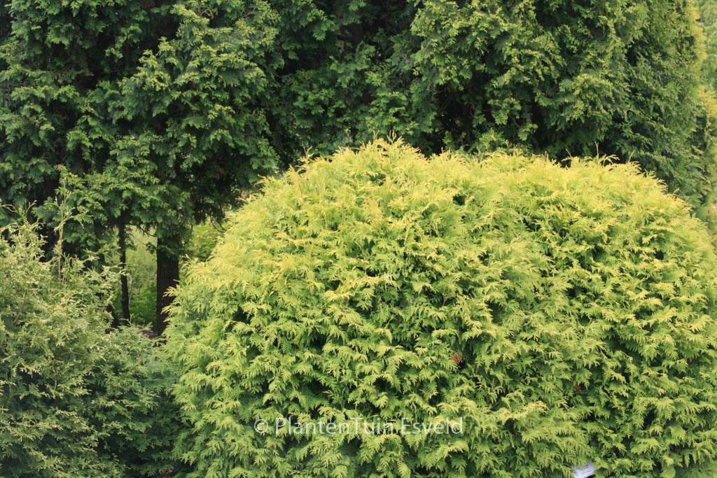 Thuja occidentalis ‘Golden Globe’