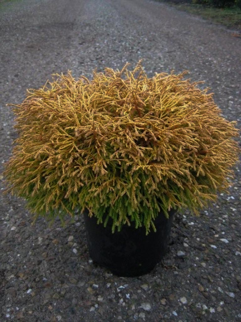 Thuja occidentalis ‘Golden Tuffet’