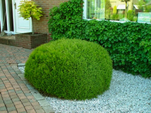 Thuja occidentalis ‘Little Giant’