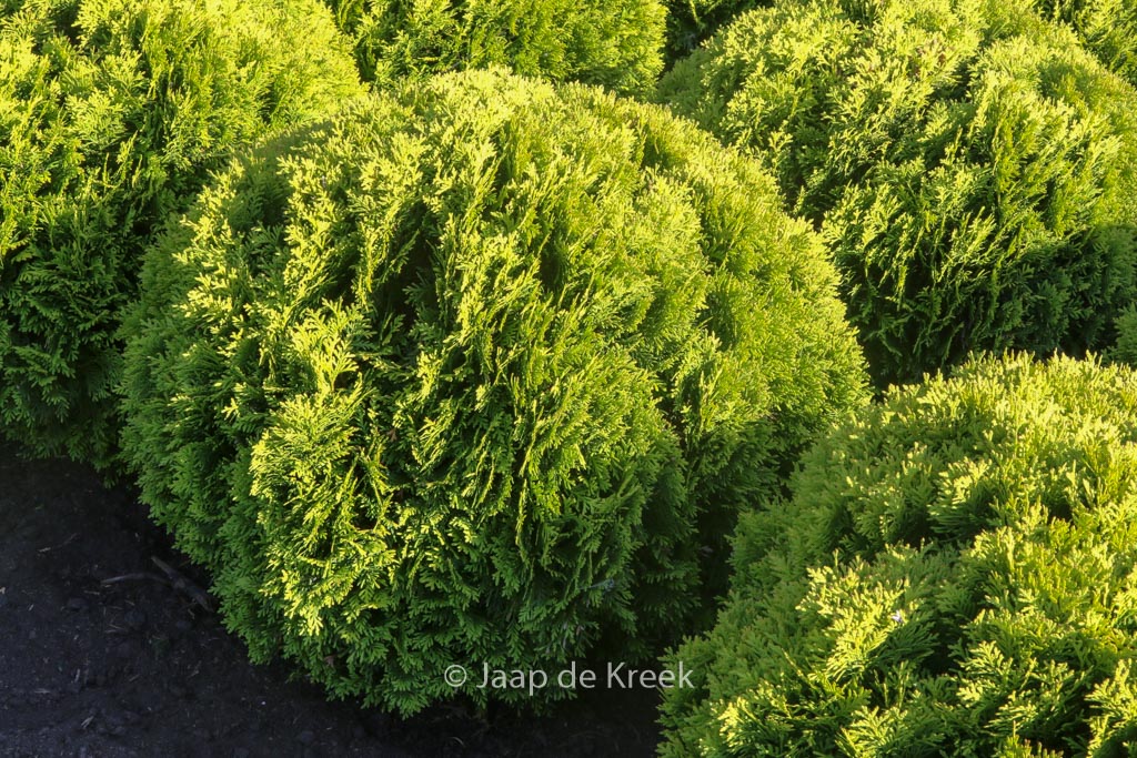 Thuja occidentalis ‘Mirjam’