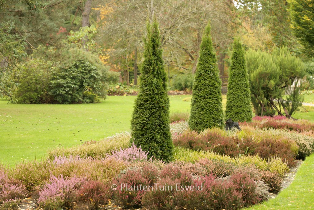 Thuja occidentalis ‘Smaragd’