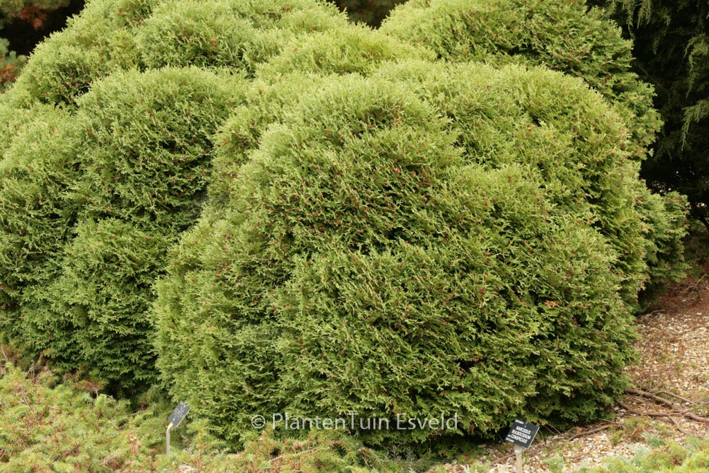 Thuja occidentalis ‘Tiny Tim’