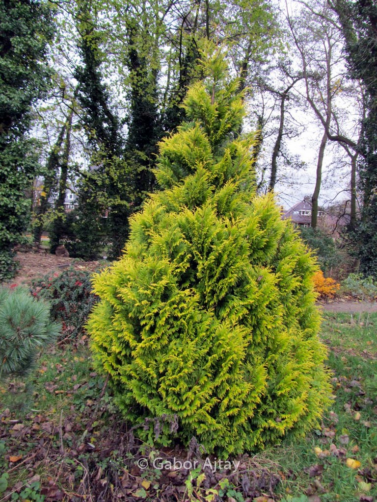 Thuja plicata ‘4ever’ (GOLDY)