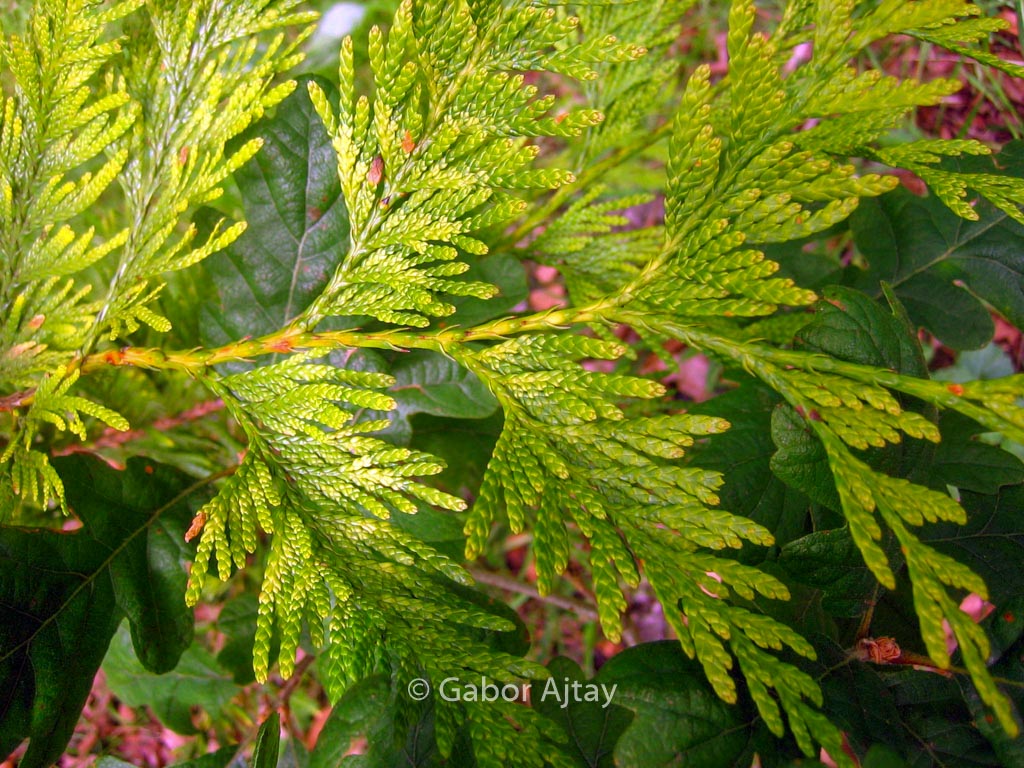 Thuja plicata ‘Aurea’