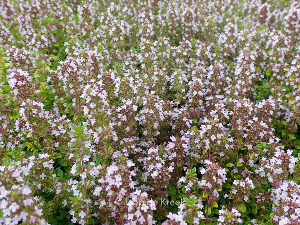 Thymus citriodorus ‘Bertram Anderson’