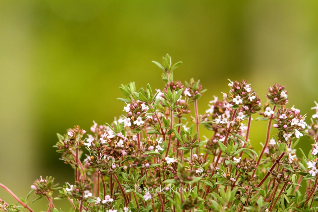 Thymus citriodorus ‘Orange’