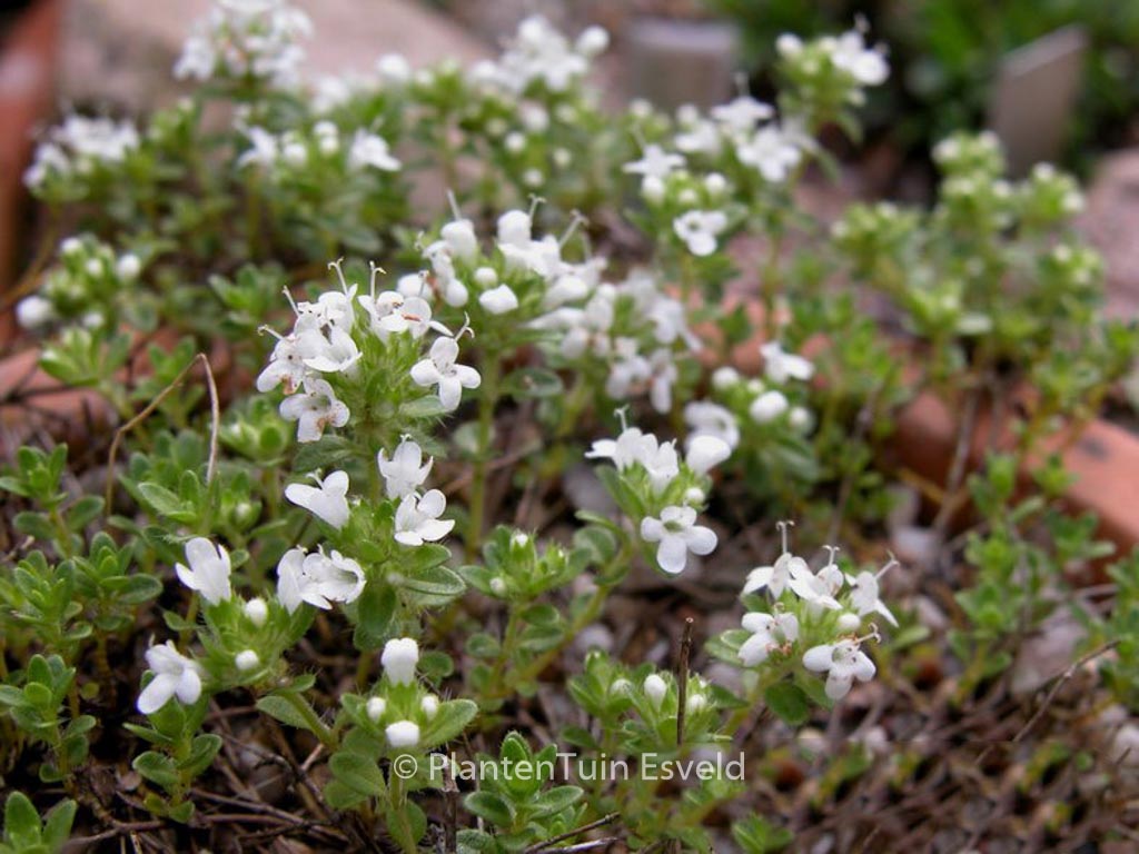 Thymus praecox ‘Albiflorus’