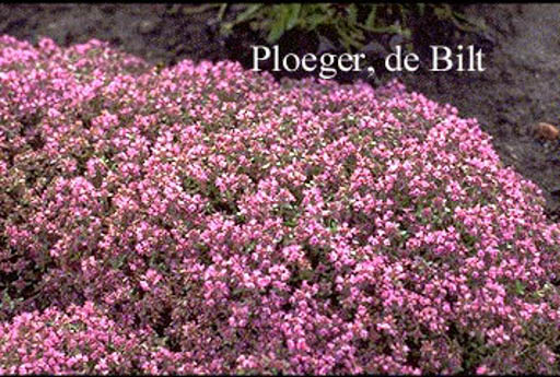 Thymus praecox ‘Hall’s Variety’