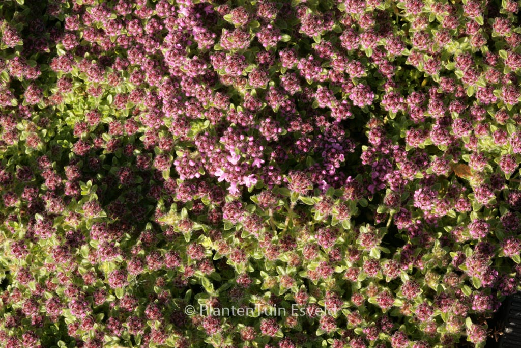 Thymus praecox ‘Pink Chintz’
