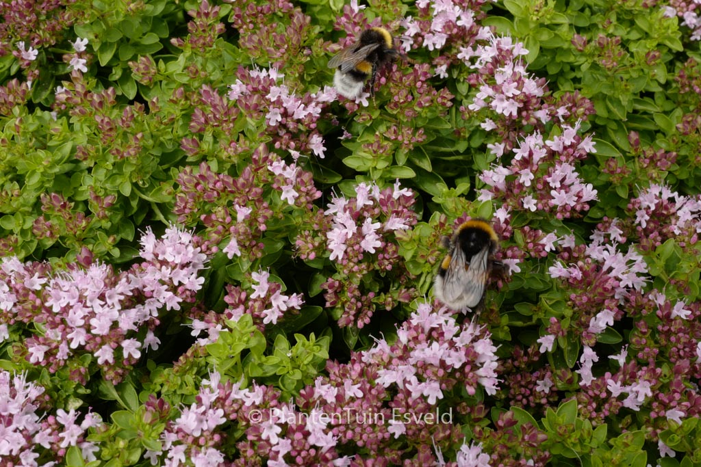 Thymus vulgaris ‘Compactus’