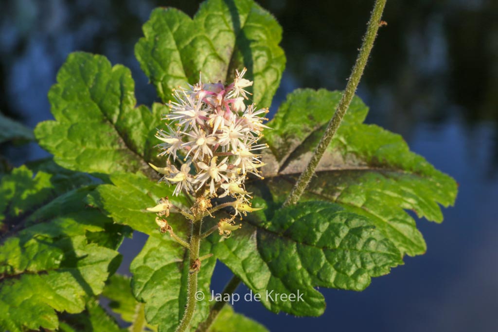 Tiarella ‘Pink Bouquet’