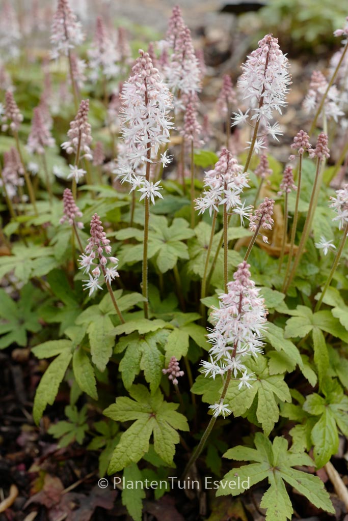 Tiarella ‘Spring Symphony’