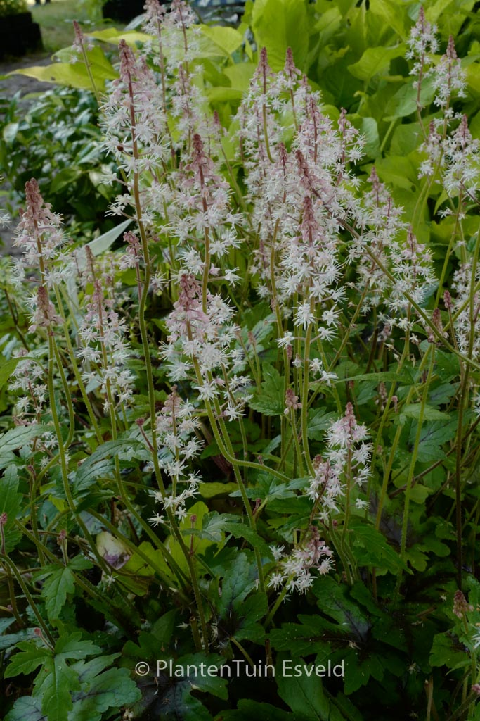 Tiarella ‘Sugar and Spice’