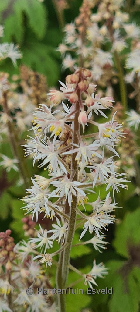 Tiarella ‘Timbuktu’