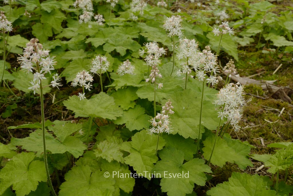 Tiarella wherryi