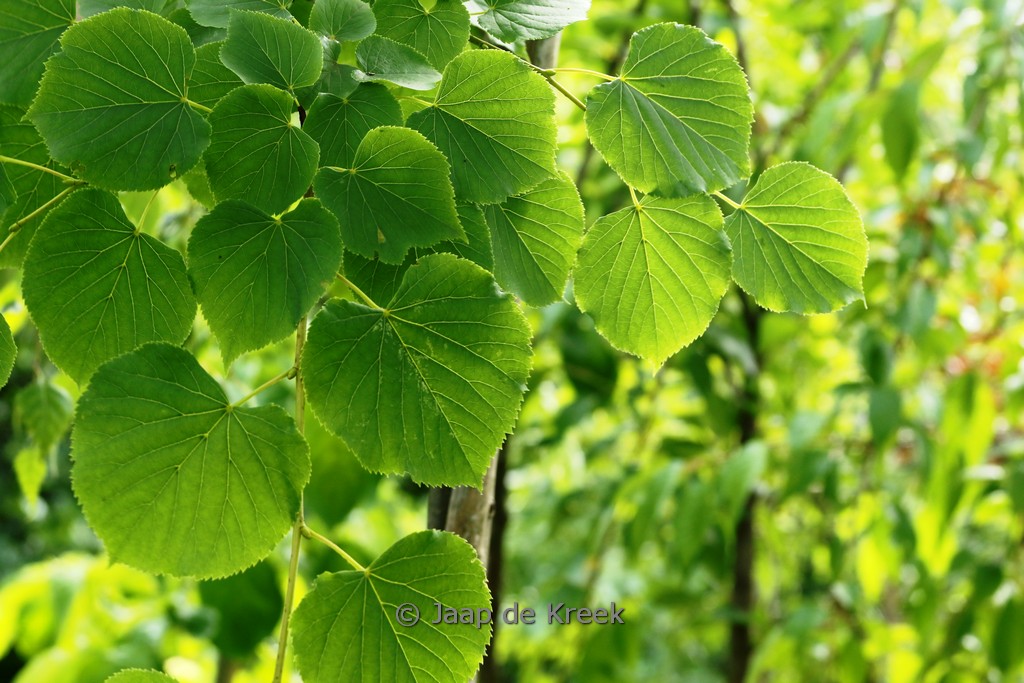 Tilia cordata ‘Böhlje’
