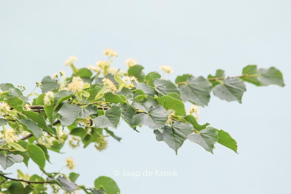 Tilia cordata