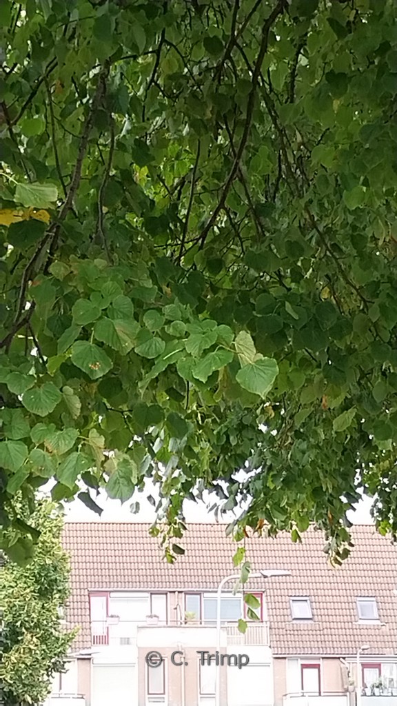 Tilia europaea ‘Euchlora’