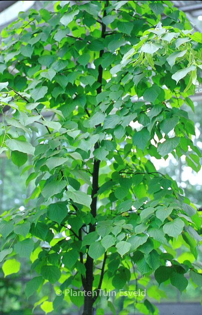Tilia europaea ‘Pallida’