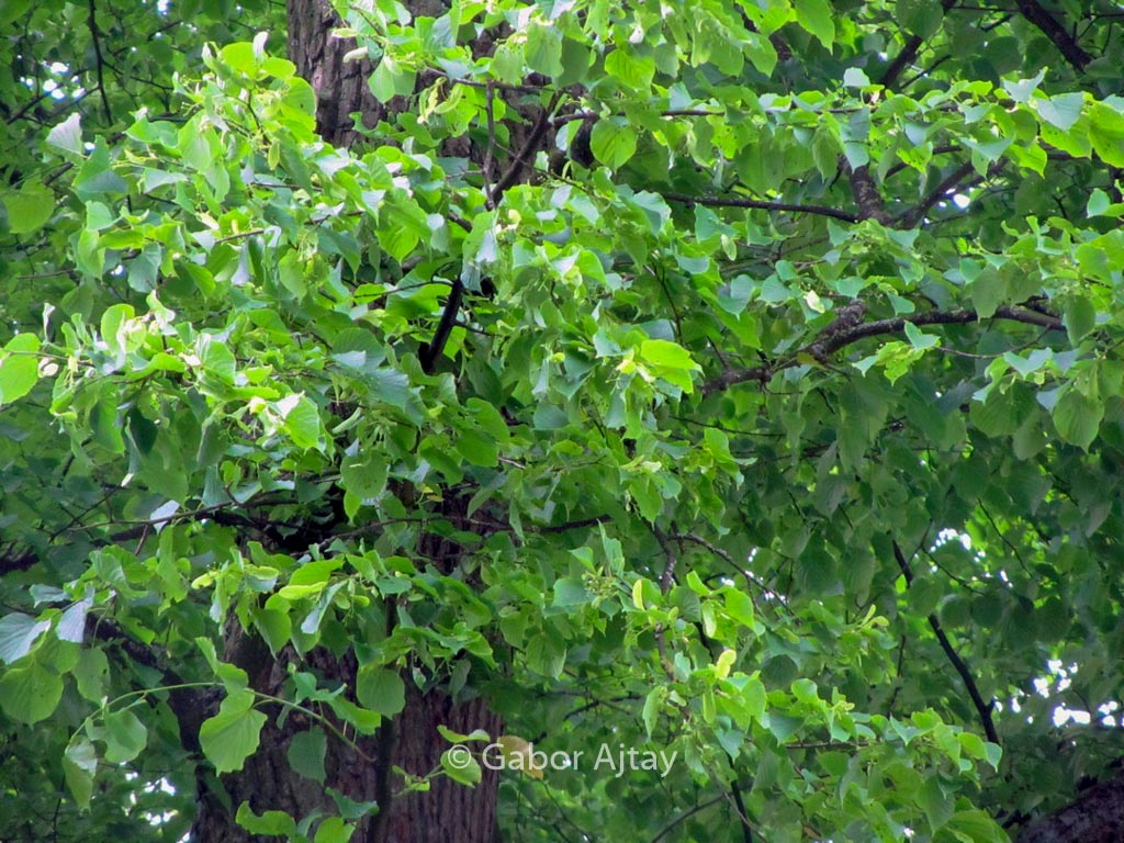 Tilia europaea ‘Zwarte Linde’
