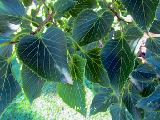 Tilia henryana ‘Arnold’s Select’
