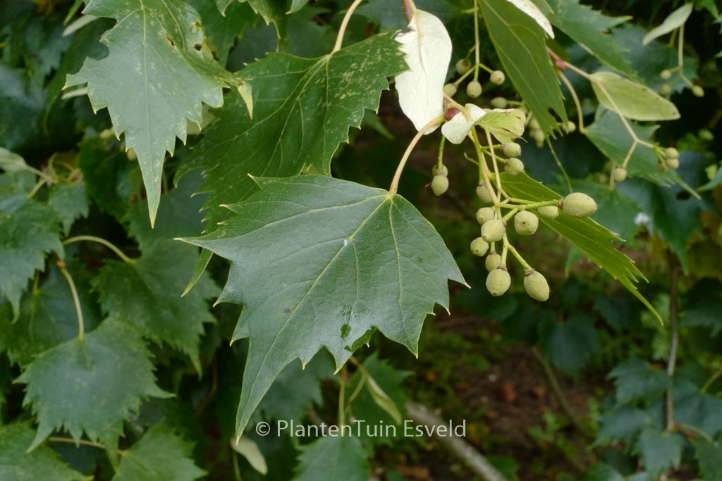 Tilia mongolica