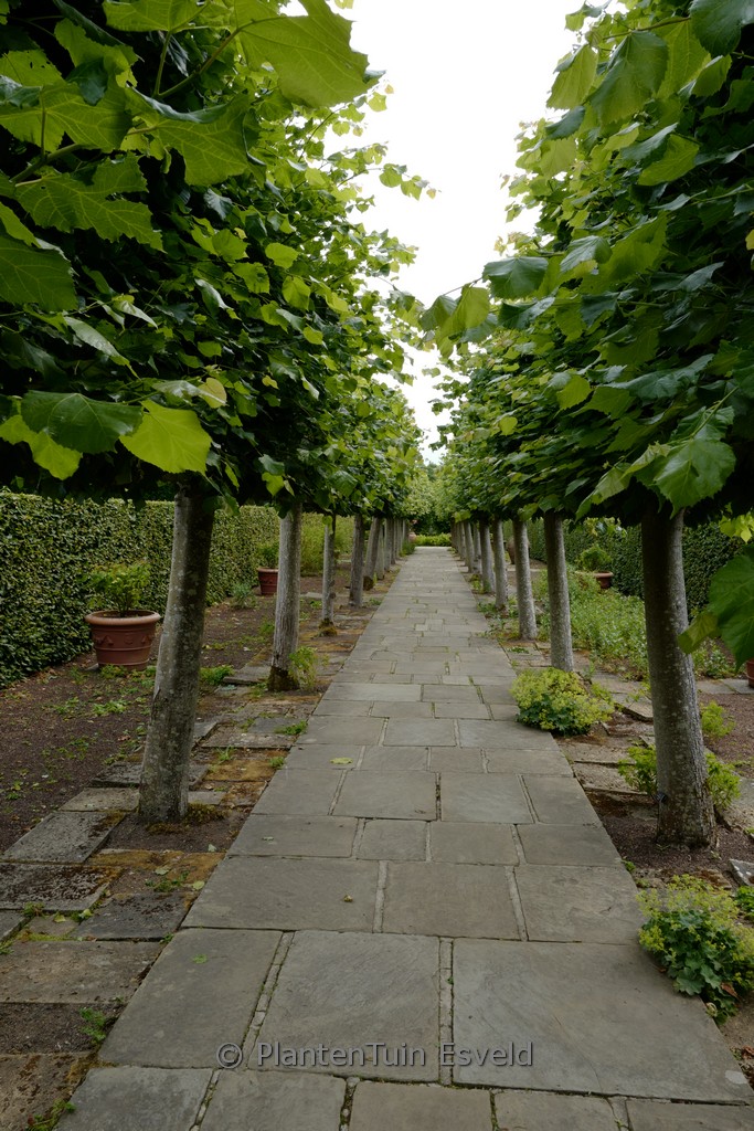 Tilia platyphyllos ‘Rubra’
