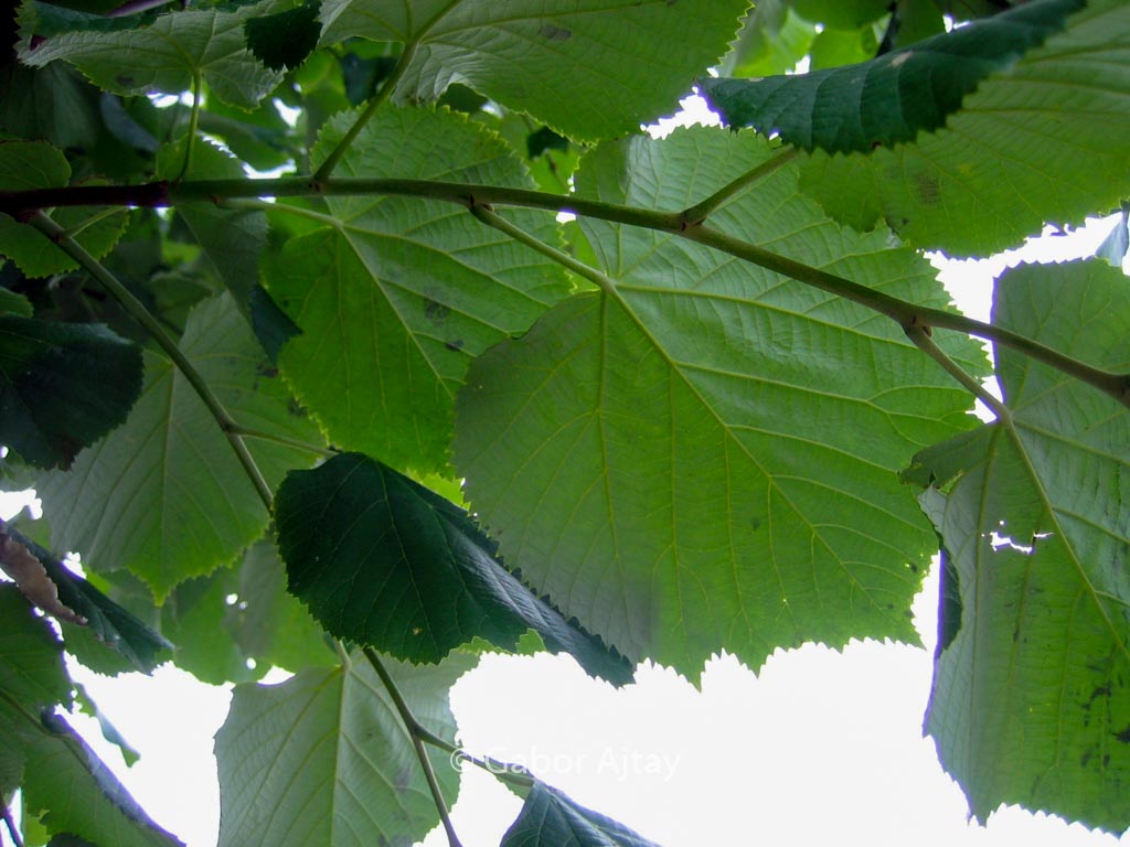 Tilia tomentosa ‘Brabant’