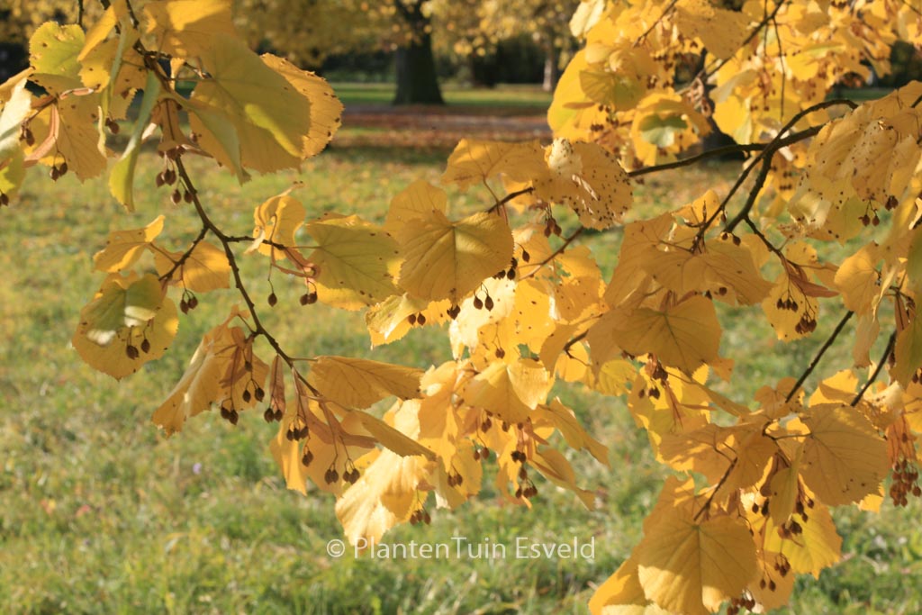 Tilia tomentosa