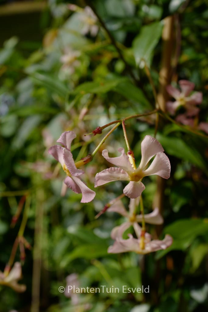 Trachelospermum jasminoides ‘Pink Shower’