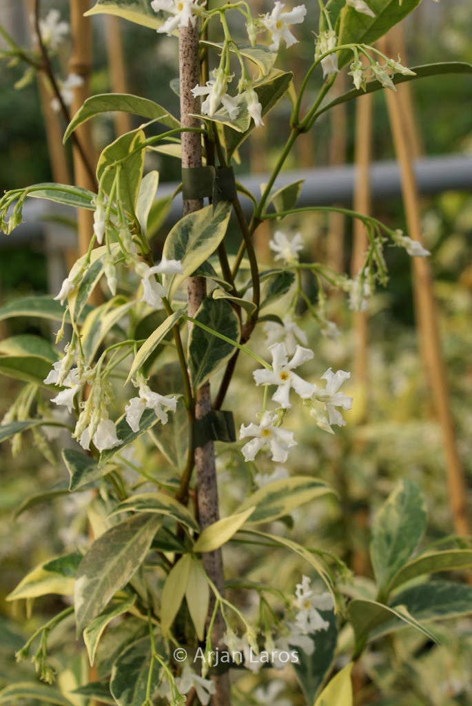 Trachelospermum jasminoides ‘Sunlover’
