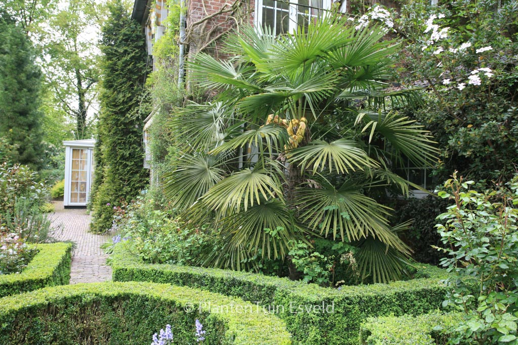 Trachycarpus fortunei