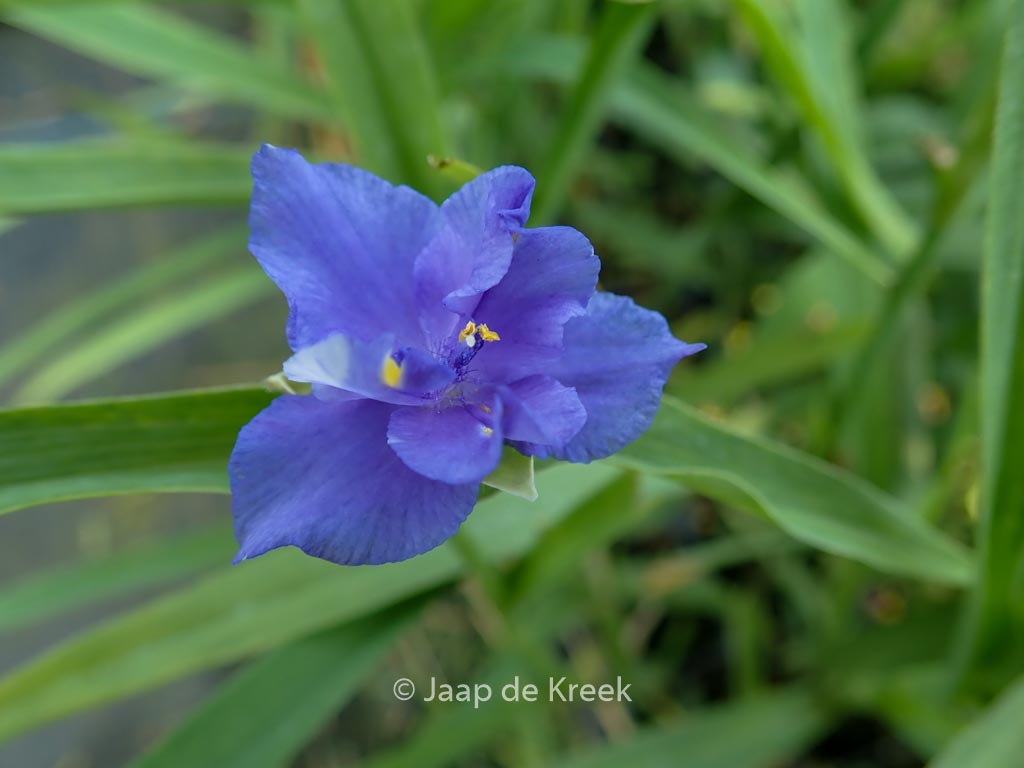 Tradescantia ‘Mac’s Double’