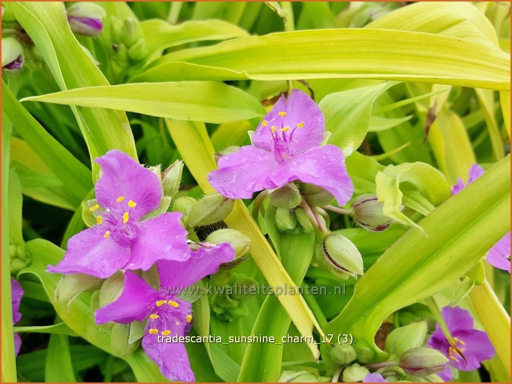 Tradescantia ‘Sunshine Charm’