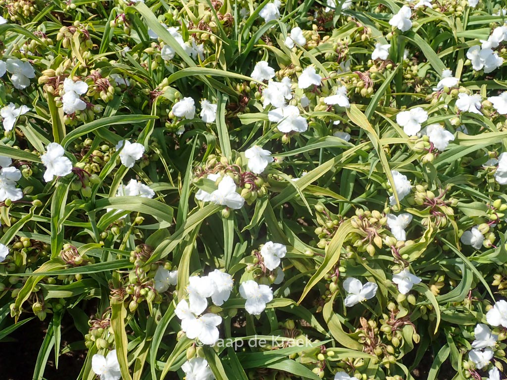 Tradescantia andersoniana ‘Innocence’