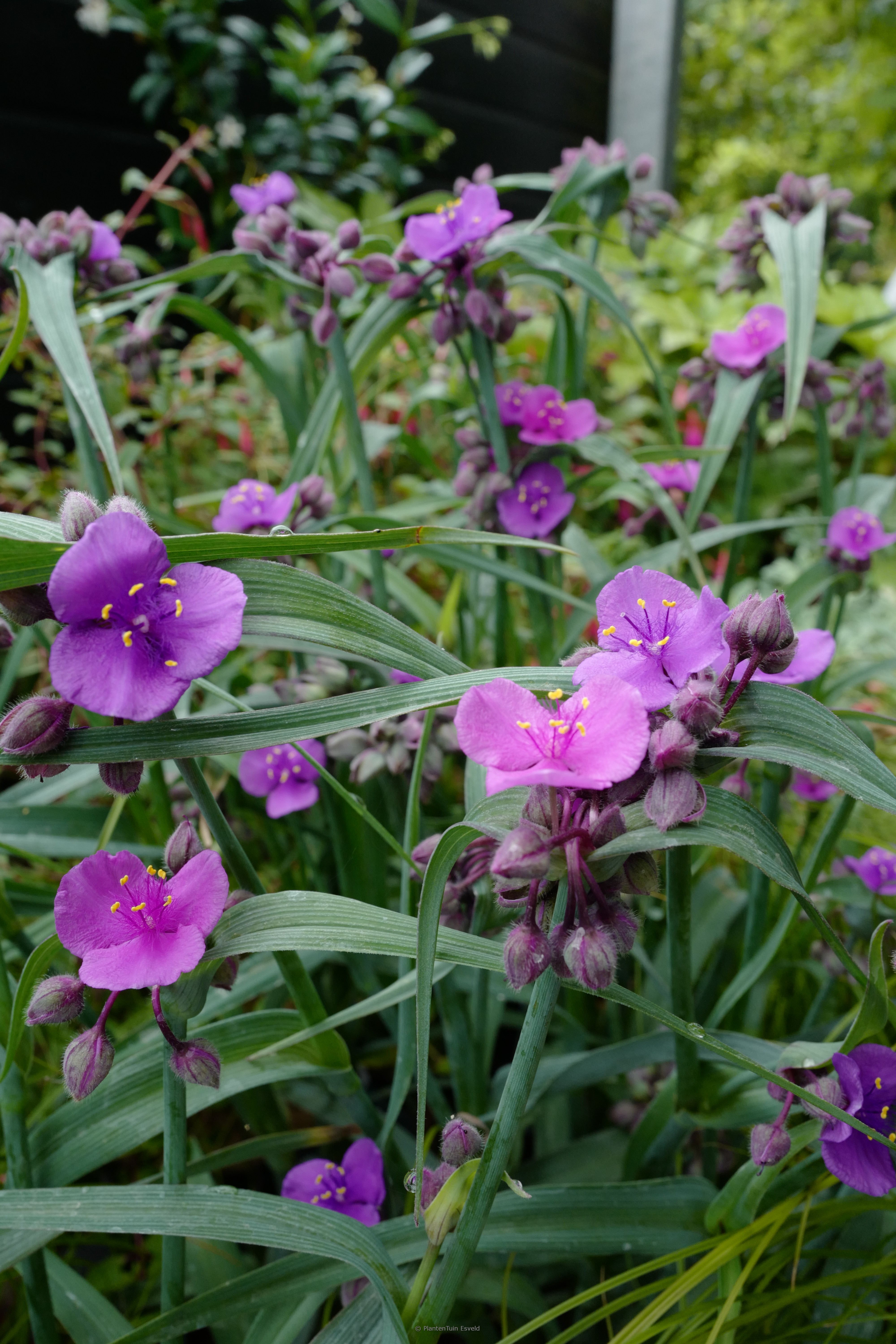 Tradescantia andersoniana ‘JS Brainstorm’