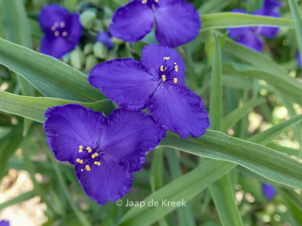 Tradescantia andersoniana ‘Leonora’