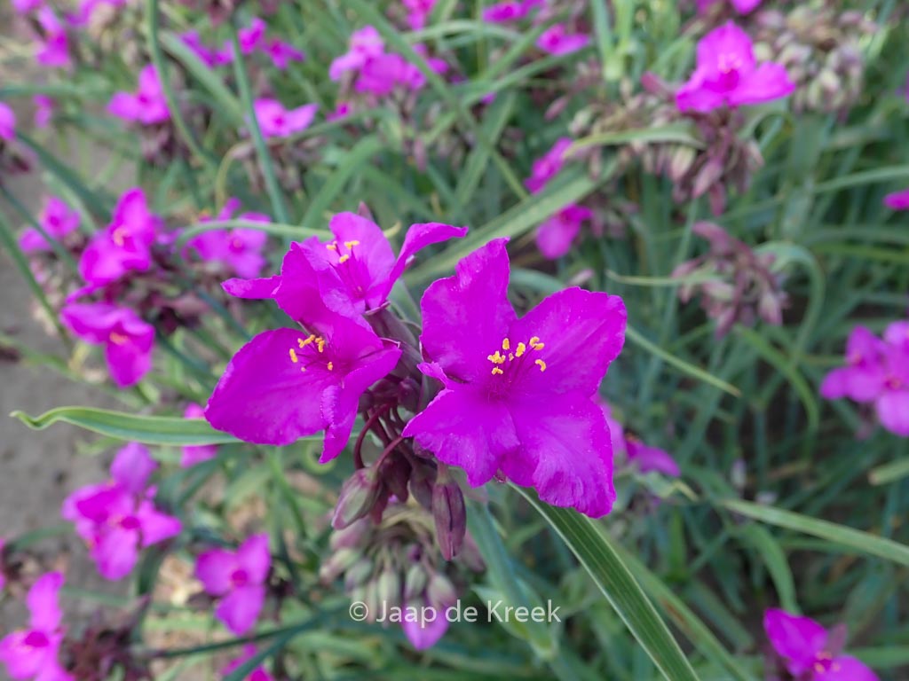 Tradescantia andersoniana ‘Red Grape’